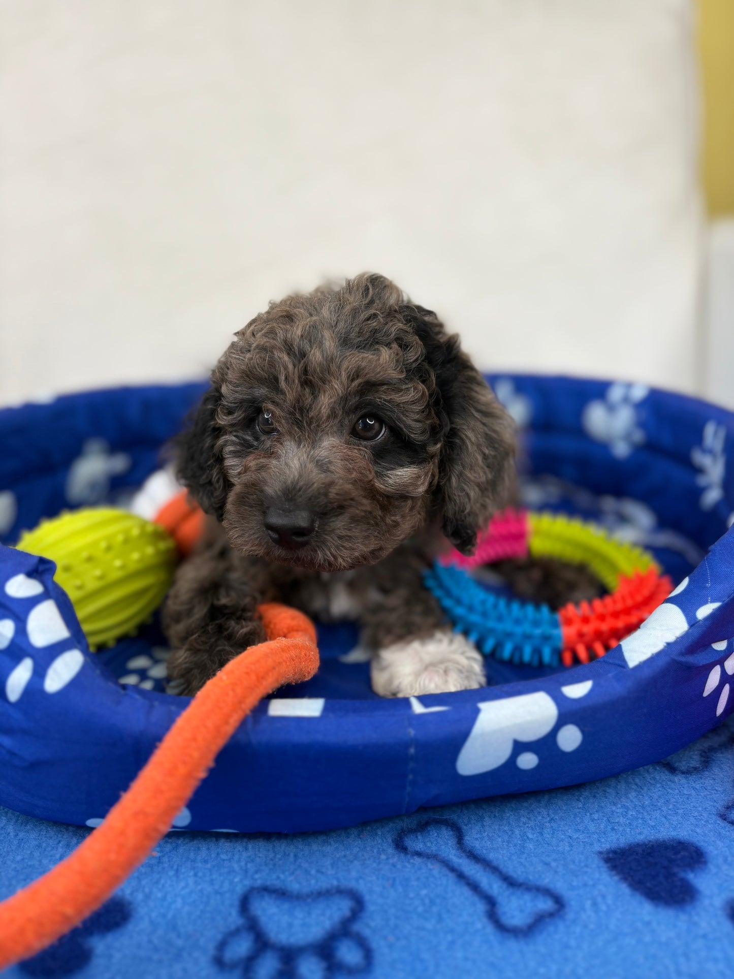 Male Merle Toy Poodle ‼️(Deposit Only ‼️ Please Read The Description Below ‼️)