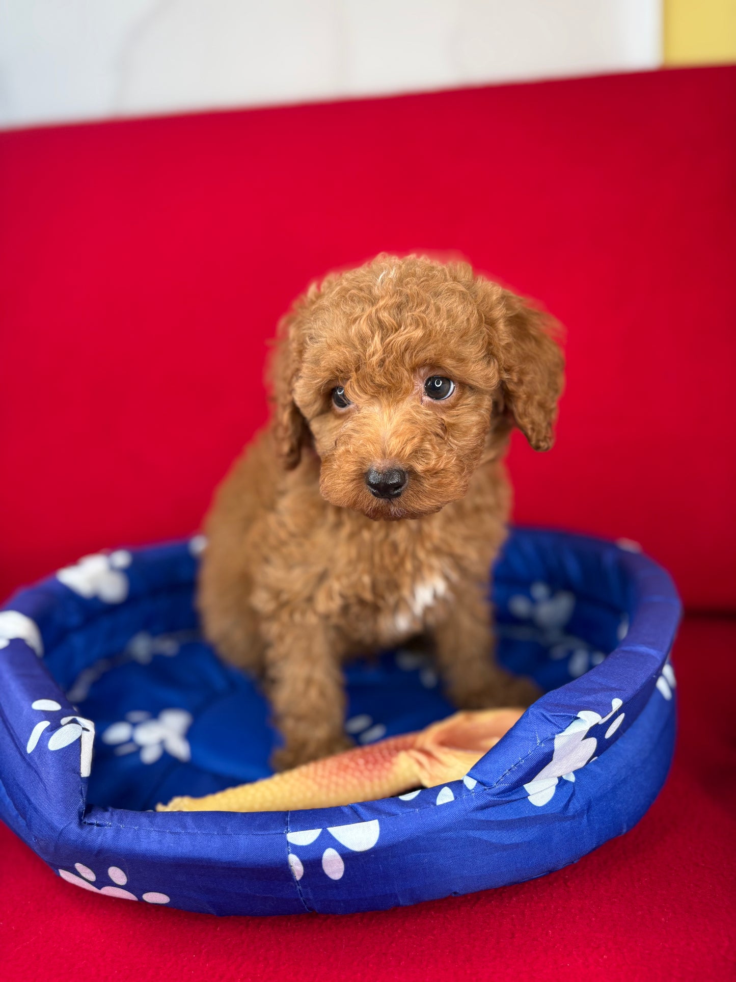 Red Male Toy Poodle 🐩 (Deposit Only‼️Please Read The Description Below‼️)