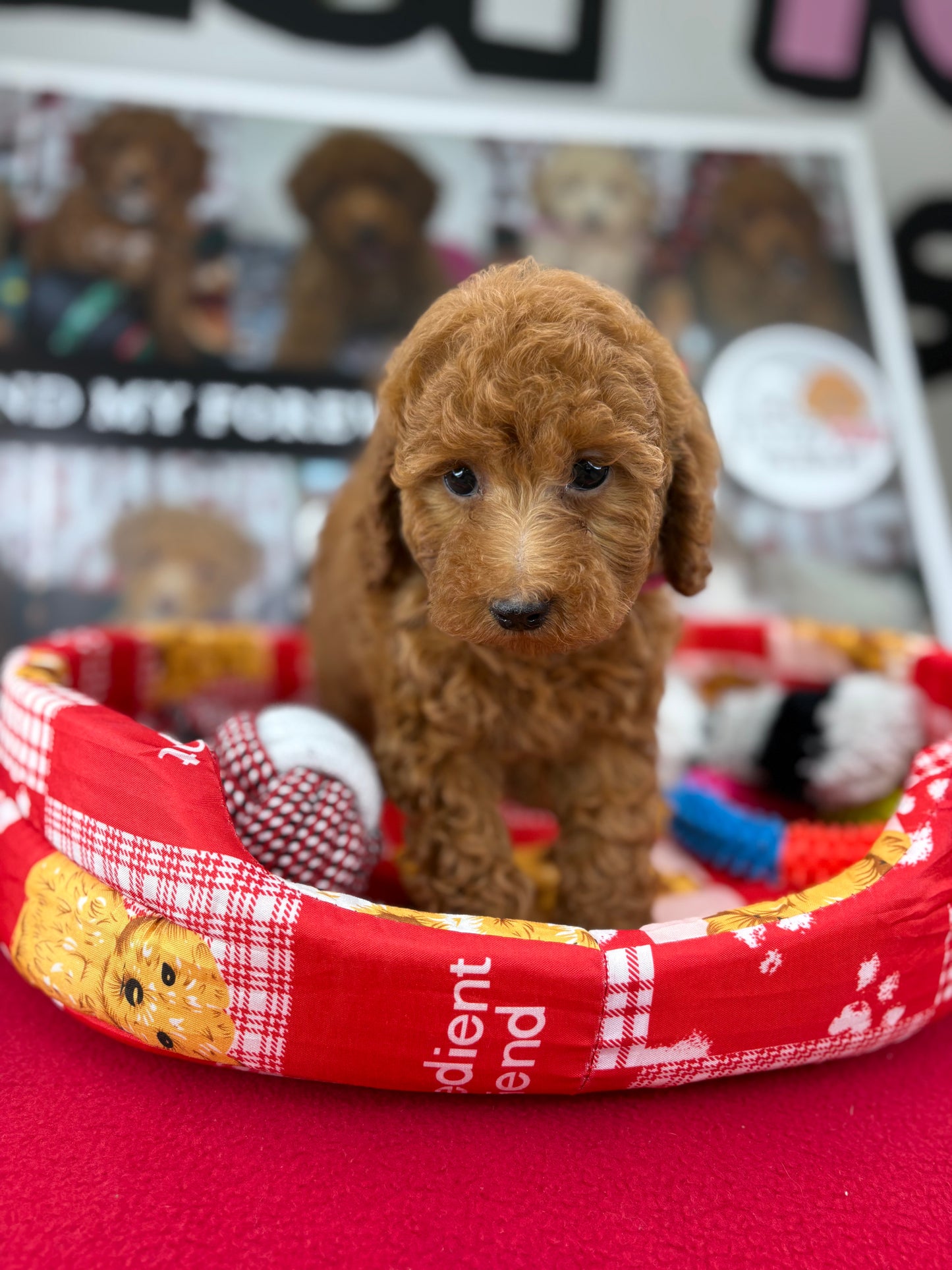 Red Male Toy Poodle (Deposit Only‼️Please Read The Description Below‼️)