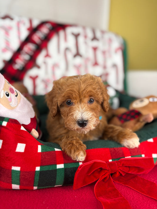 Red And White Female Toy Poodle (Deposit Only‼️Please Read The Description Below‼️)