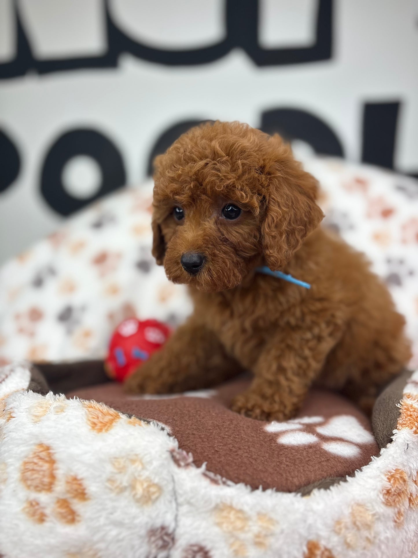 Dark Red Male Toy Poodle (Deposit Only‼️ Please Read The DESCRIPTION Below‼️)