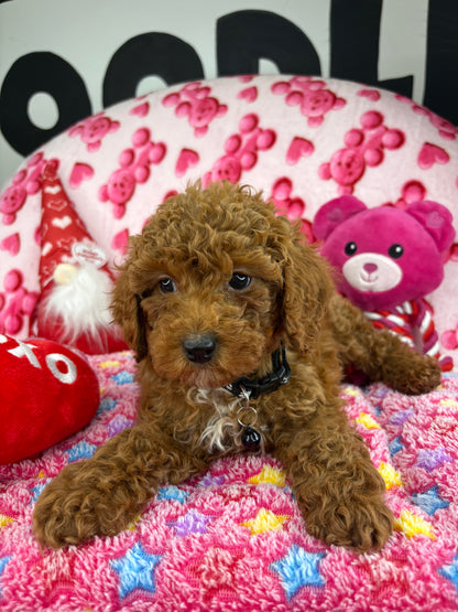Dark Red Male Toy Poodle (Deposit Only ‼️ Please Read DESCRIPTION Below‼️)