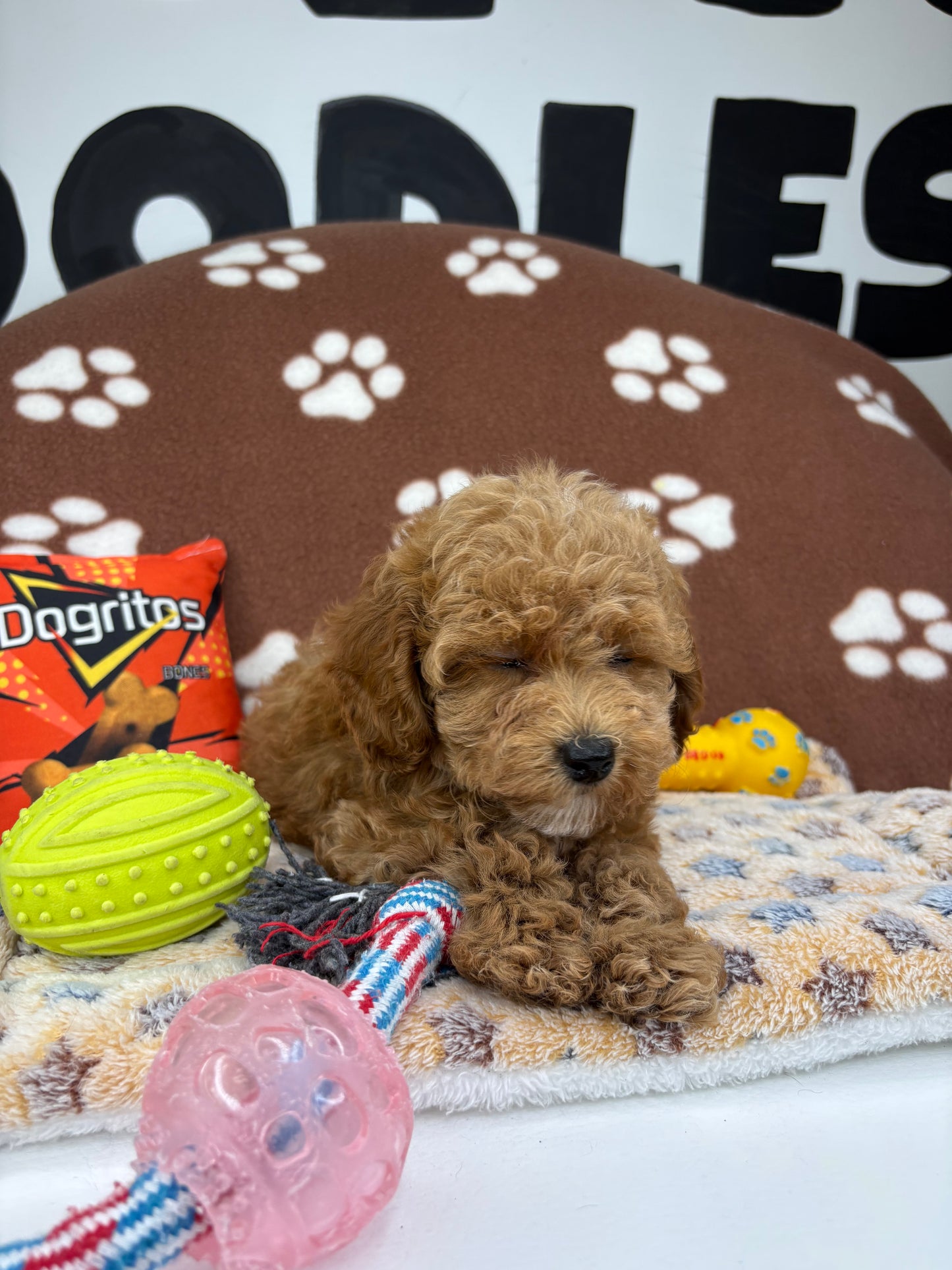Apricot Female Teacup Poodle (Deposit Only‼️Please Read The Description Below‼️)