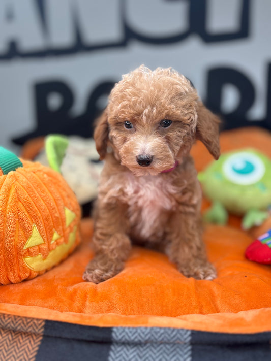 Tiny Apricot Male Toy Poodle (Deposit Only ‼️ Please Read DESCRIPTION Below‼️)