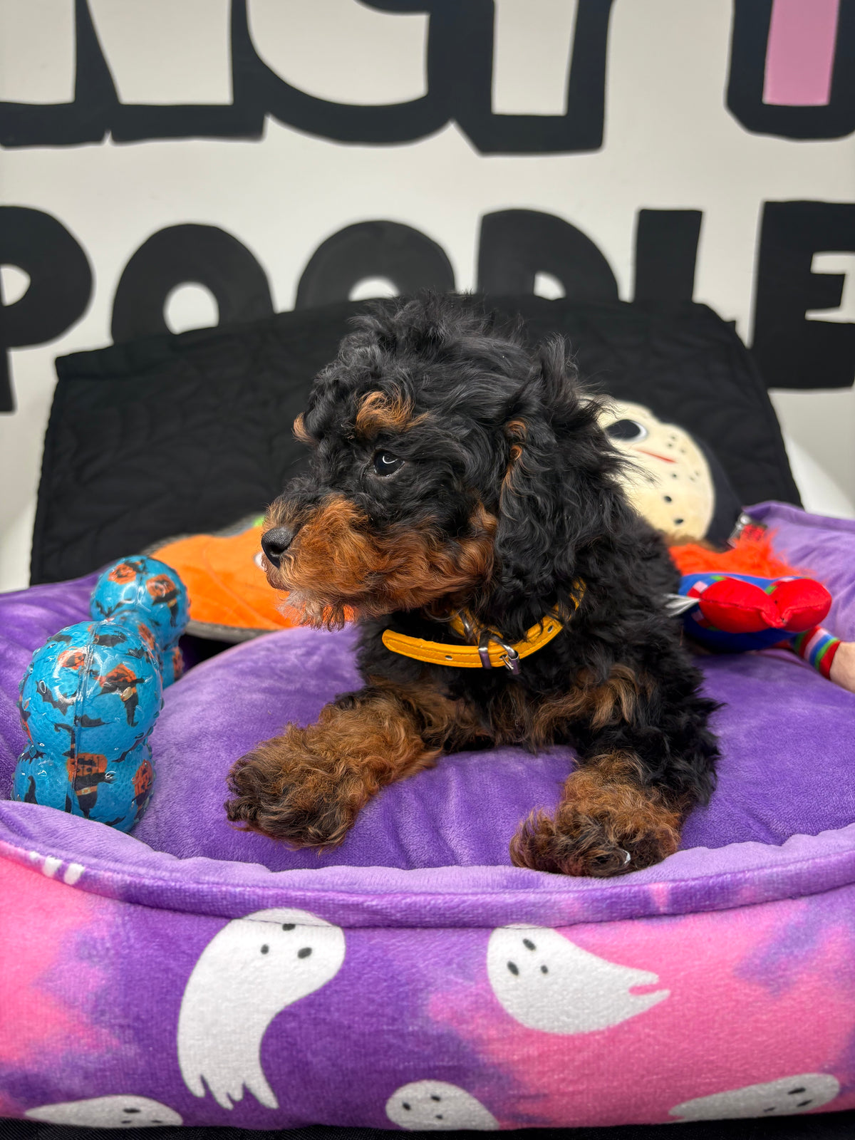 Red Phantom Male Toy Poodle (Deposit Only‼️Please Read The Description Below‼️)