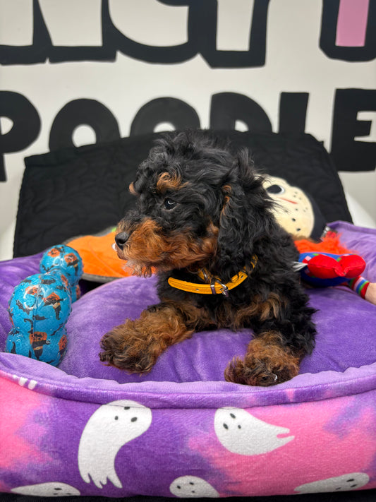 Red Phantom Male Toy Poodle (Deposit Only‼️Please Read The Description Below‼️)