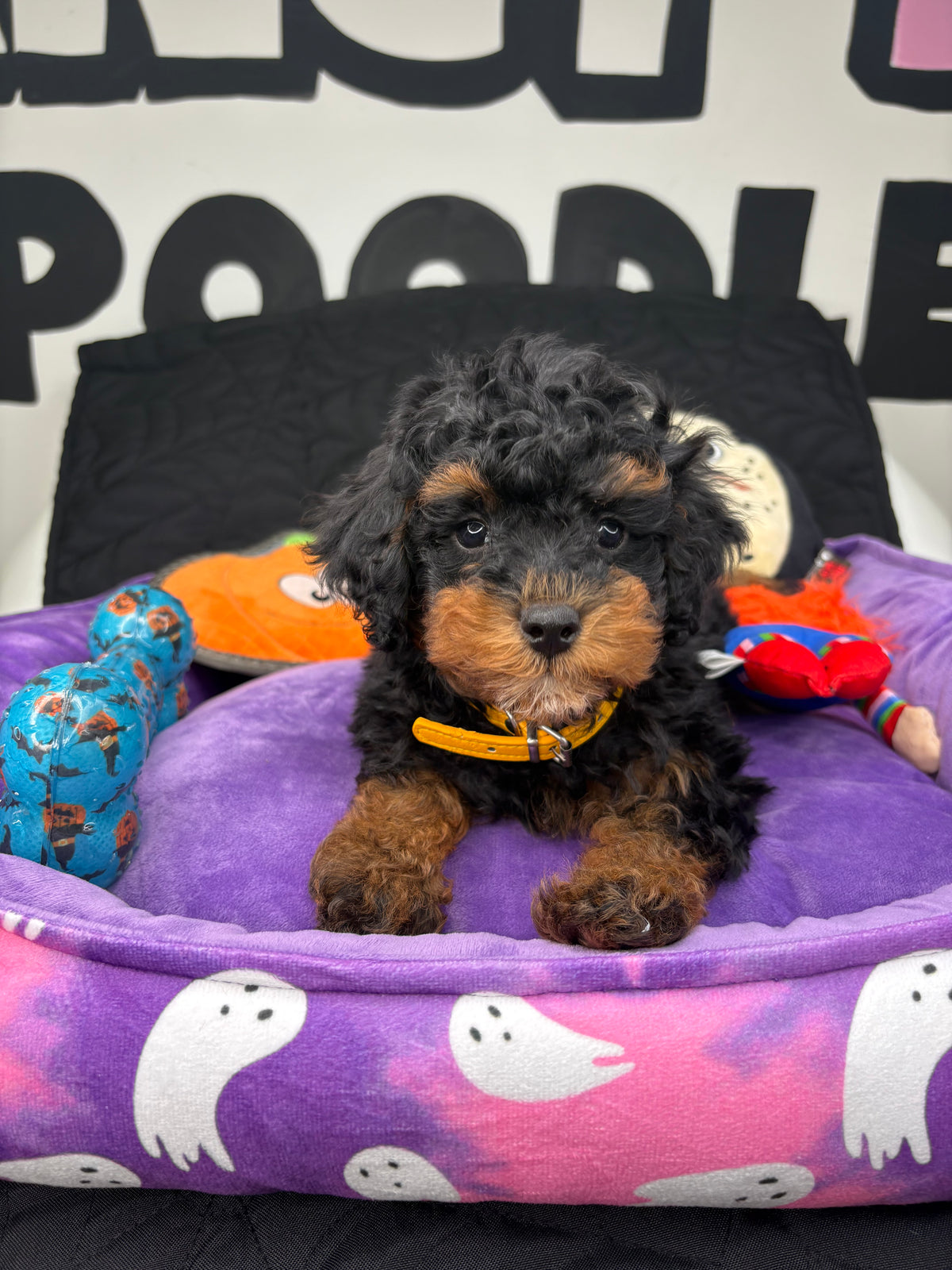Red Phantom Male Toy Poodle (Deposit Only‼️Please Read The Description Below‼️)