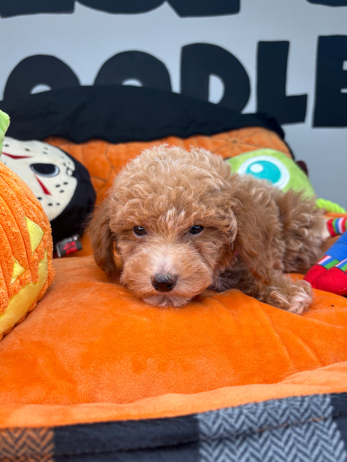Tiny Apricot Male Toy Poodle (Deposit Only ‼️ Please Read DESCRIPTION Below‼️)