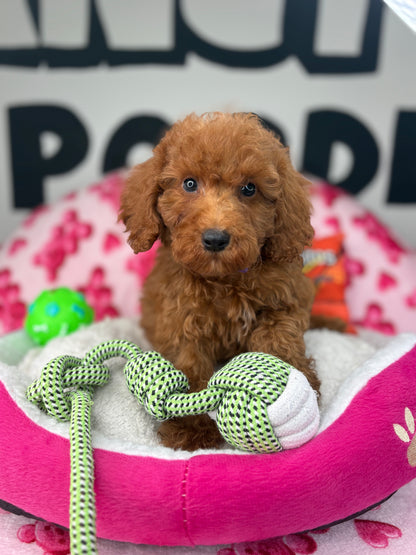 Red Male Toy Poodle 🐩 ‼️(Deposit Only, Please Read The Description Below‼️)