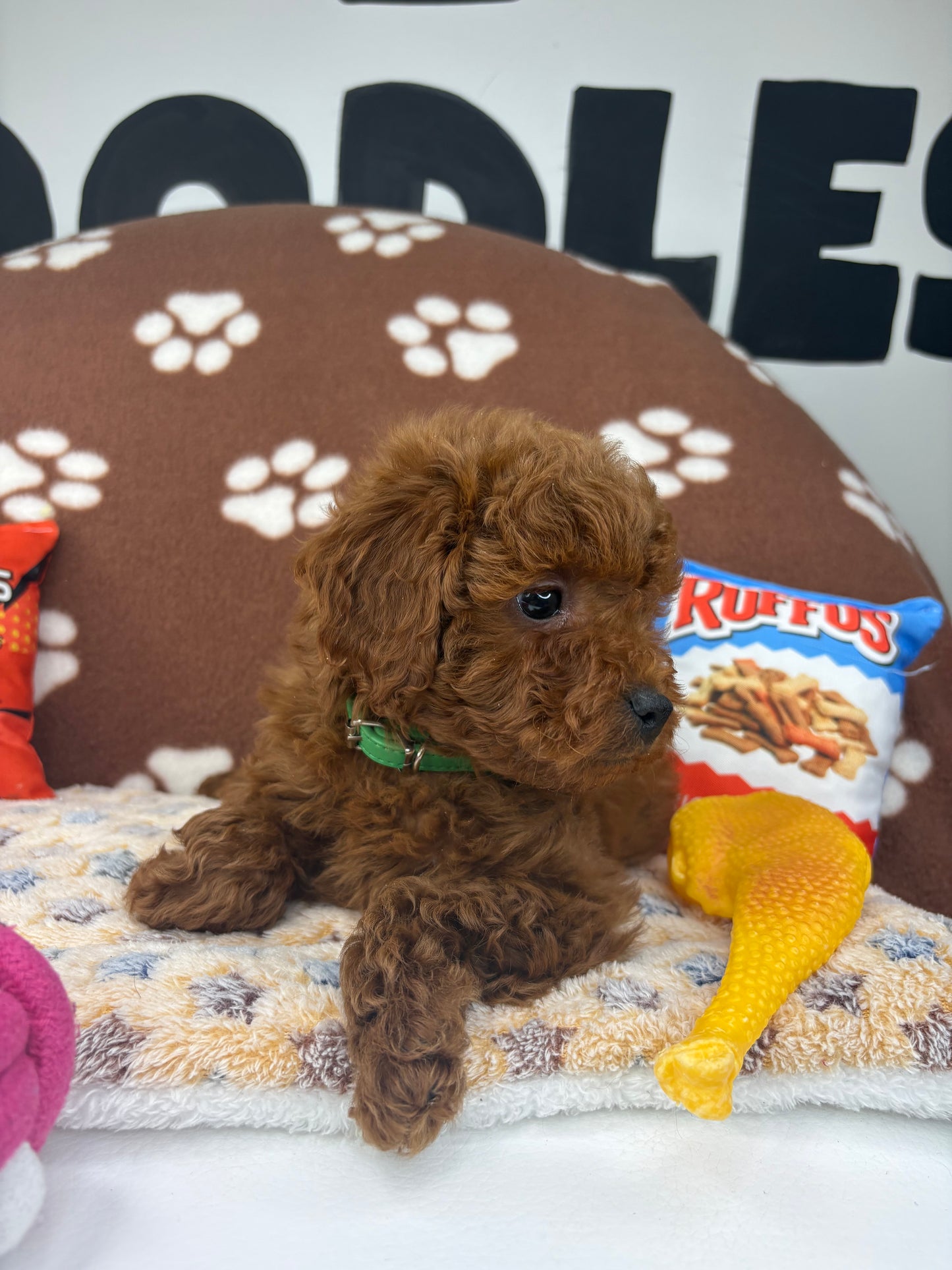 Dark Red Male Toy Poodle (Deposit Only‼️Please Read The Description Below‼️)