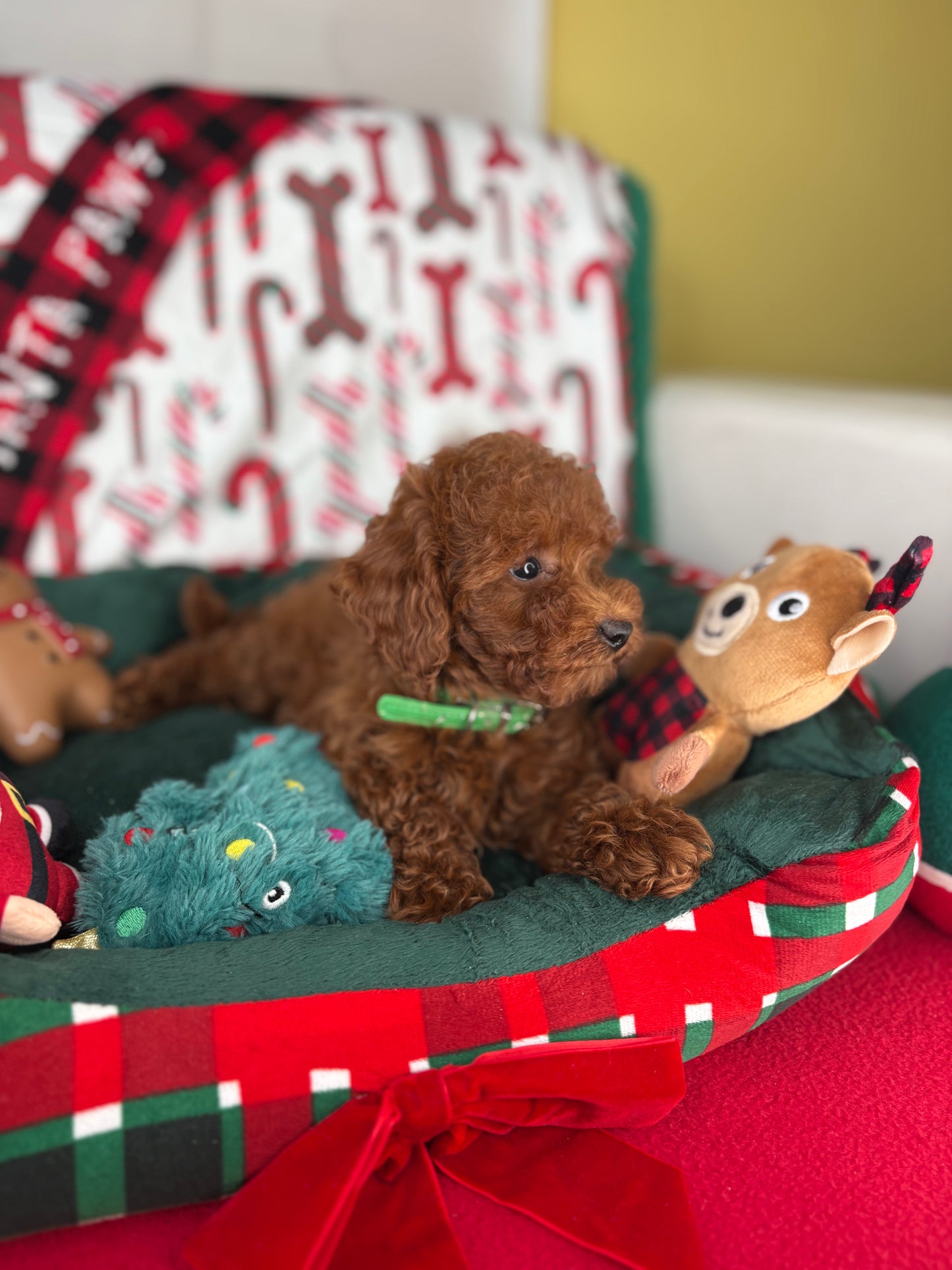 Dark Red Female Toy Poodle ( Deposit Only, Please Read The DESCRIPTION Below‼️)