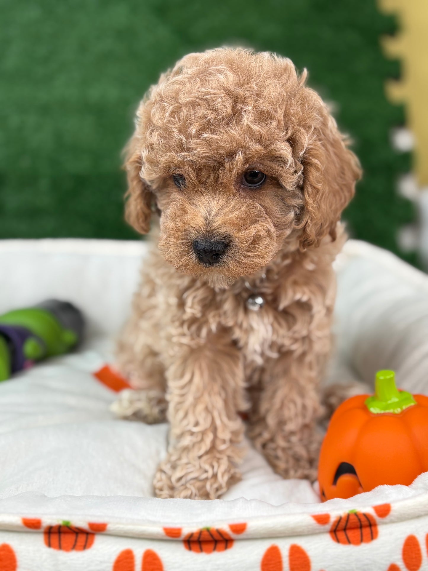 Apricot Male Toy Poodle (Deposit Only‼️Please Read The Description Below‼️)