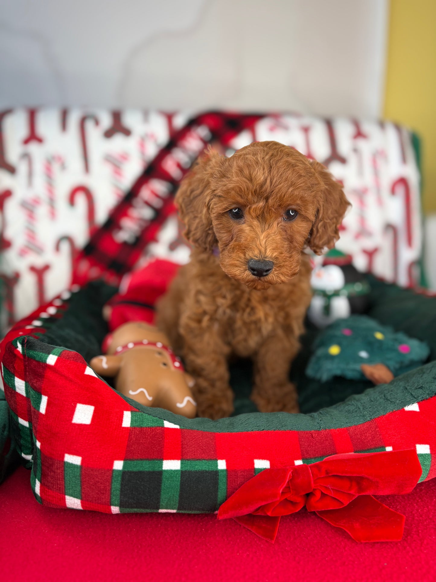 Red Female Toy Poodle 🐩 (Deposit Only‼️Please Read The Description Below‼️)
