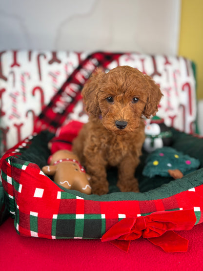 Red Female Toy Poodle 🐩 (Deposit Only‼️Please Read The Description Below‼️)
