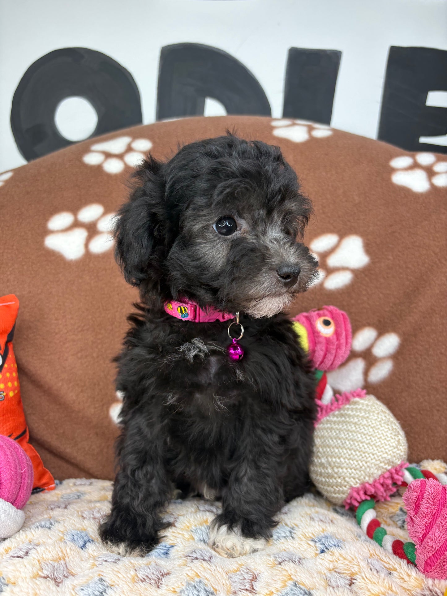 Black Male Toy Poodle (Deposit Only‼️Please Read The Description Below‼️)