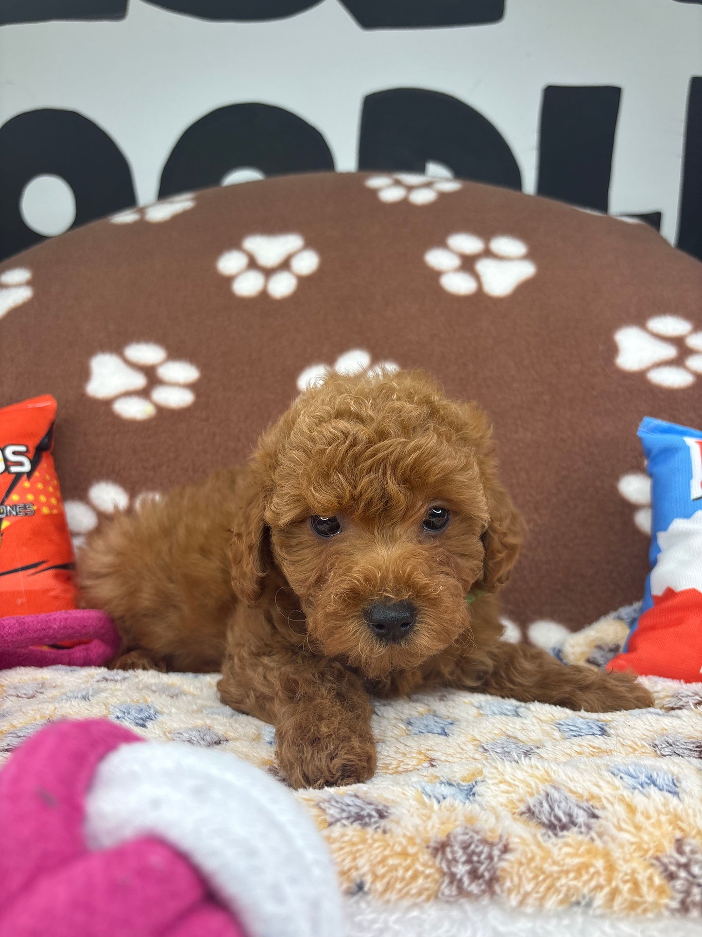 Red Female Toy Poodle 🐩 (Deposit Only‼️Please Read The Description Below‼️)