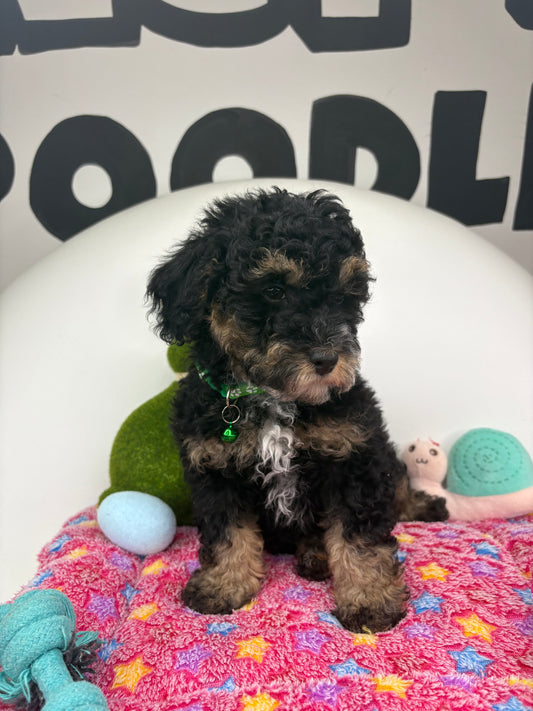 Red Phantom Male Toy Poodle (Deposit Only‼️Please Read The Description Below‼️)
