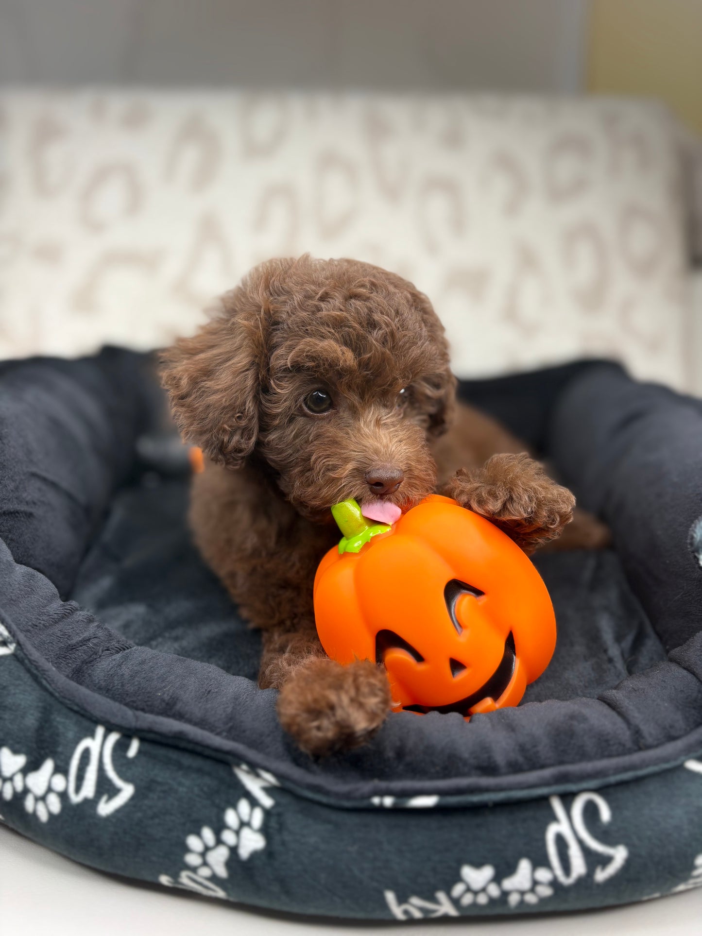 Chocolate Female Toy Poodle 🐩 (Deposit Only‼️Please Read The Description Below‼️)