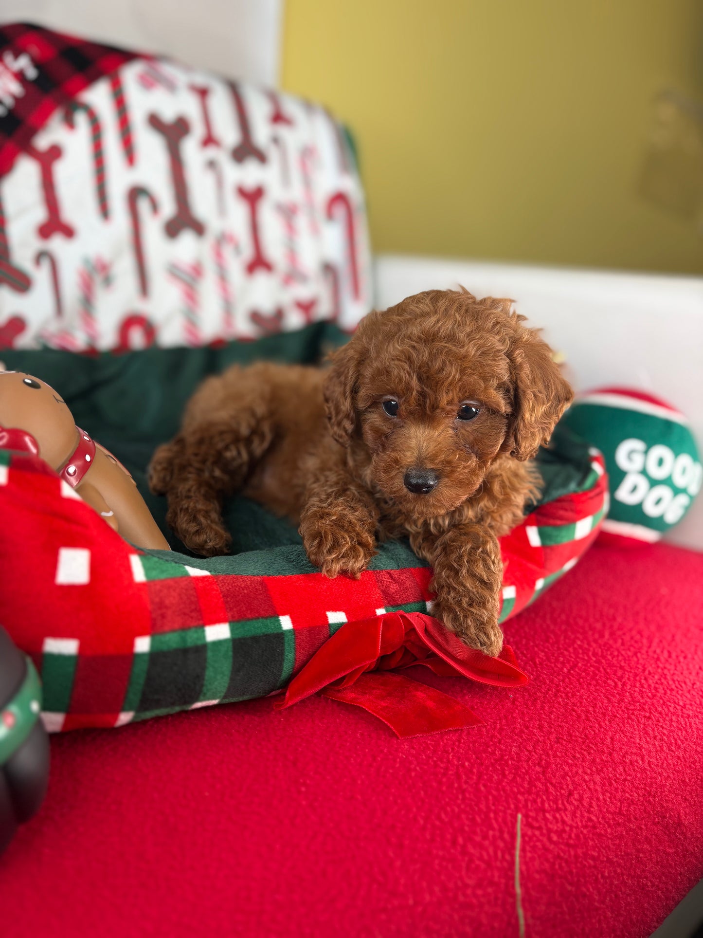 Dark Red Female Toy Poodle ‼️ (Deposit Only Please Read The DESCRIPTION Below‼️