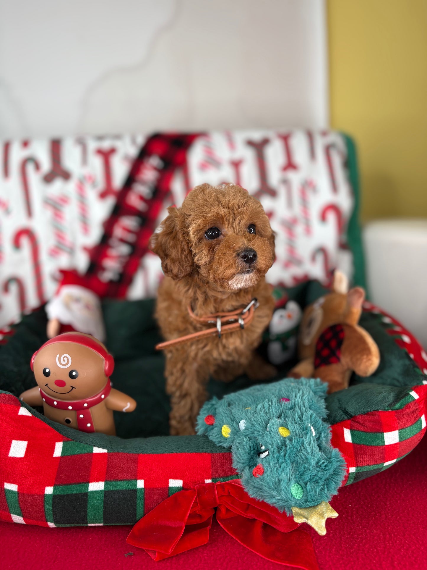 Red Female Toy Poodle (Deposit Only‼️ Please Read The Description Below‼️)