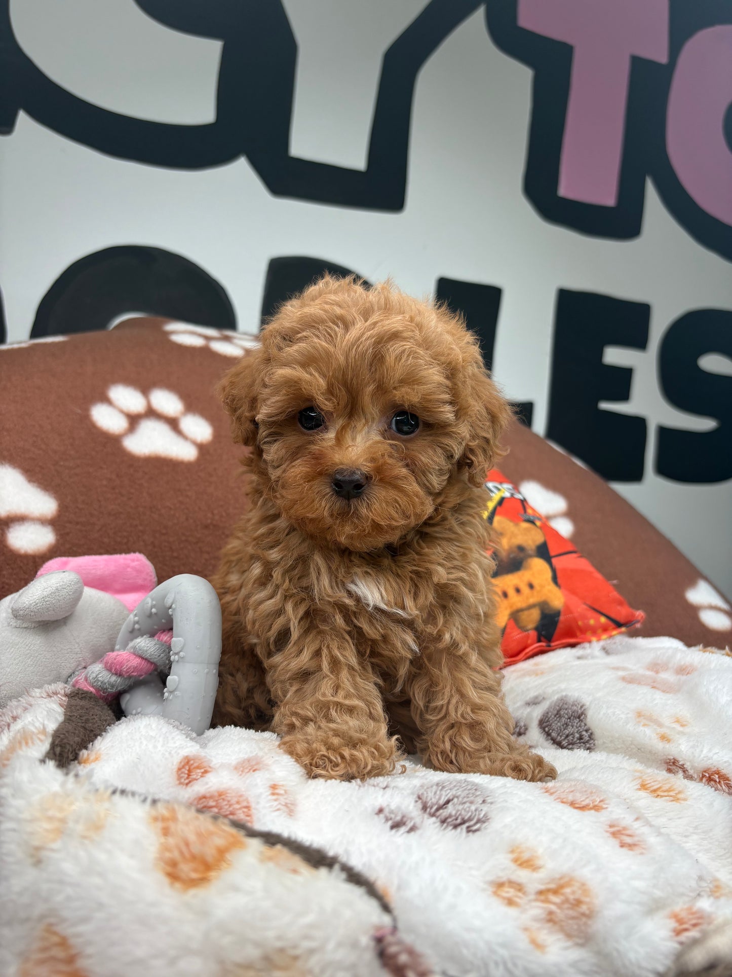 Red Male Teacup Poodle (Deposit Only‼️Please Read The Description Below‼️)