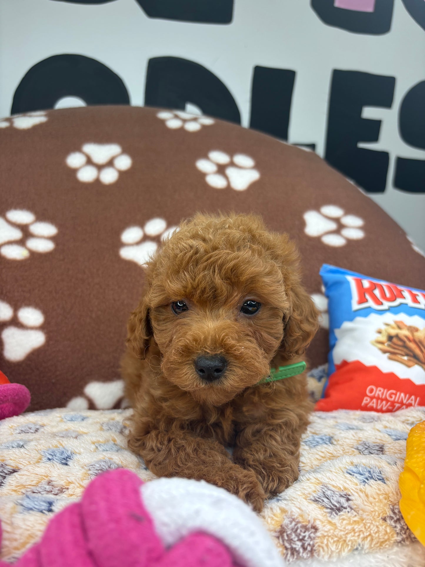 Red Female Toy Poodle 🐩 (Deposit Only‼️Please Read The Description Below‼️)