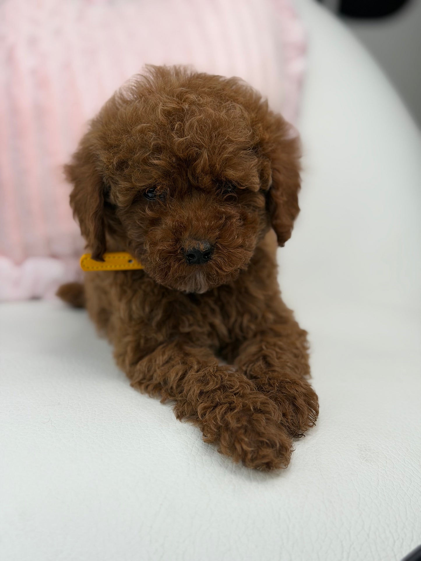 Dark Red Male Teacup Poodle (Deposit Only‼️Please Read The Description Below‼️)
