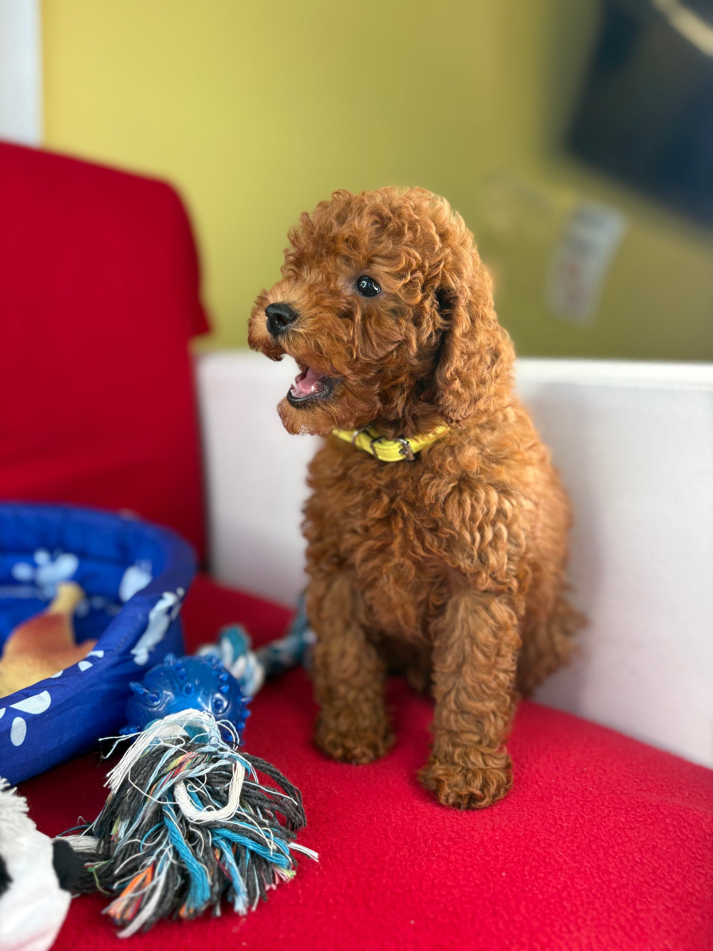 Red Female Toy Poodle (Deposit Only, Please Read The Description Below‼️)