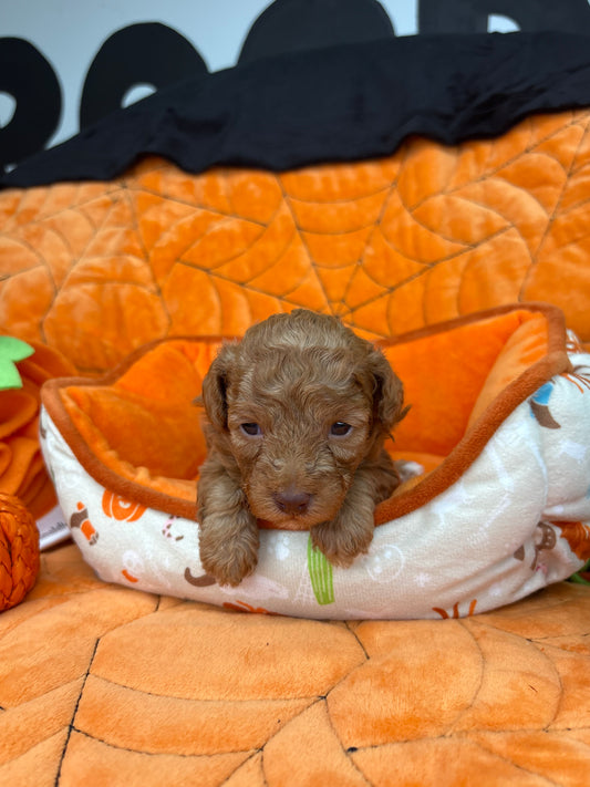 Fancy The Apricot Teacup Poodle 🐩 (Deposit Only ‼️Please Read The Description Below‼️)