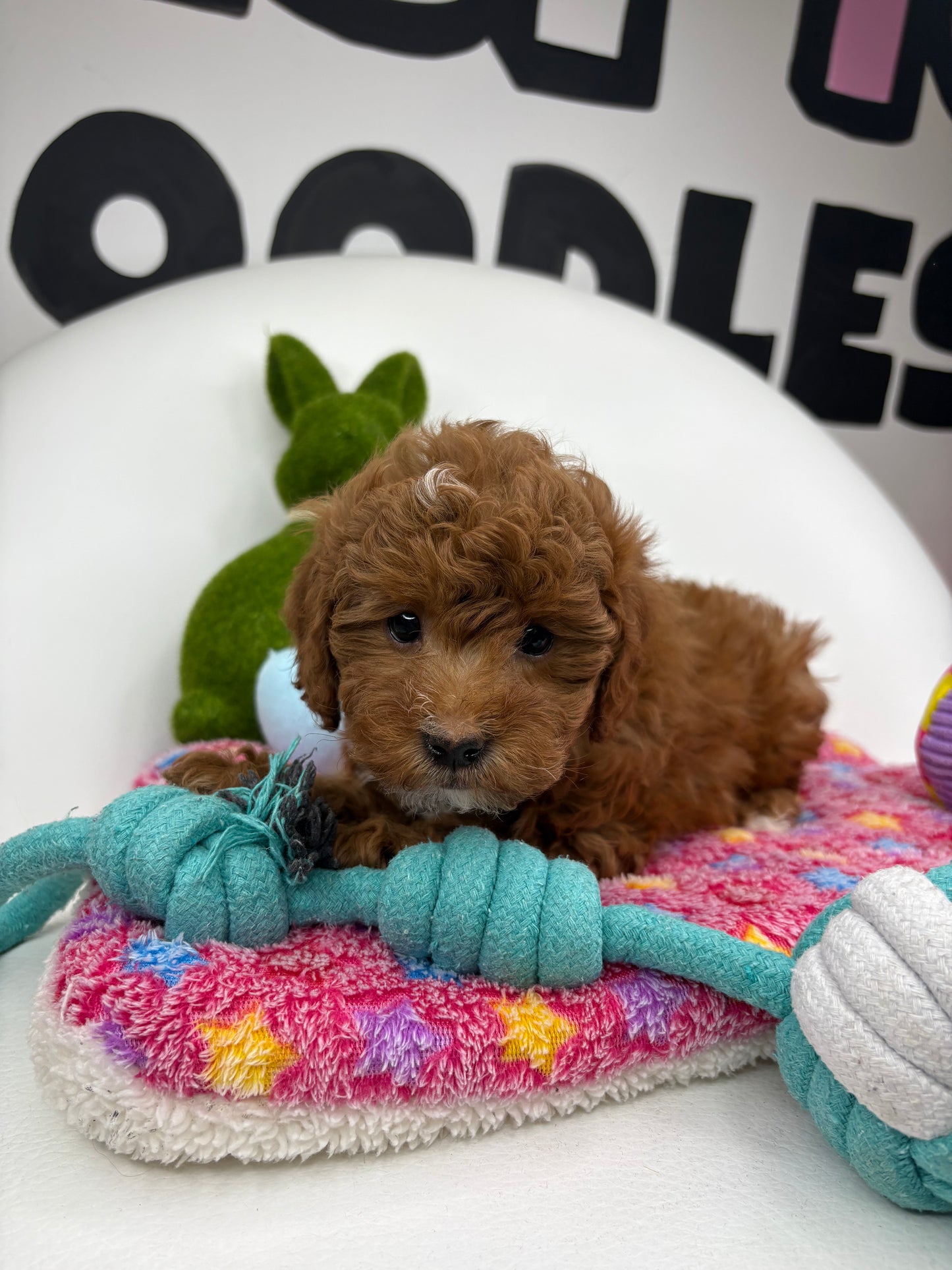 Dark Red And White Female Toy Poodle 🐩 (Deposit Only‼️Please Read The Description Below‼️)