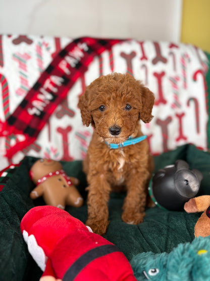 Red Female Toy Poodle (Deposit Only‼️Please Read The Description Below‼️)