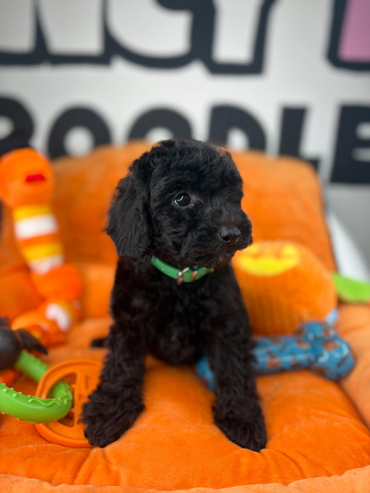 Black Male Toy Poodle ( Deposit Only ‼️ Please Read DESCRIPTION Below‼️)