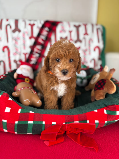 Red Male Toy Poodle (Deposit Only ‼️ Please Read DESCRIPTION Below‼️)