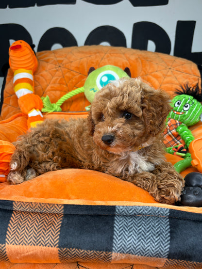 Red And White Male Toy Poodle (Deposit Only‼️Please Read The Description Below‼️)