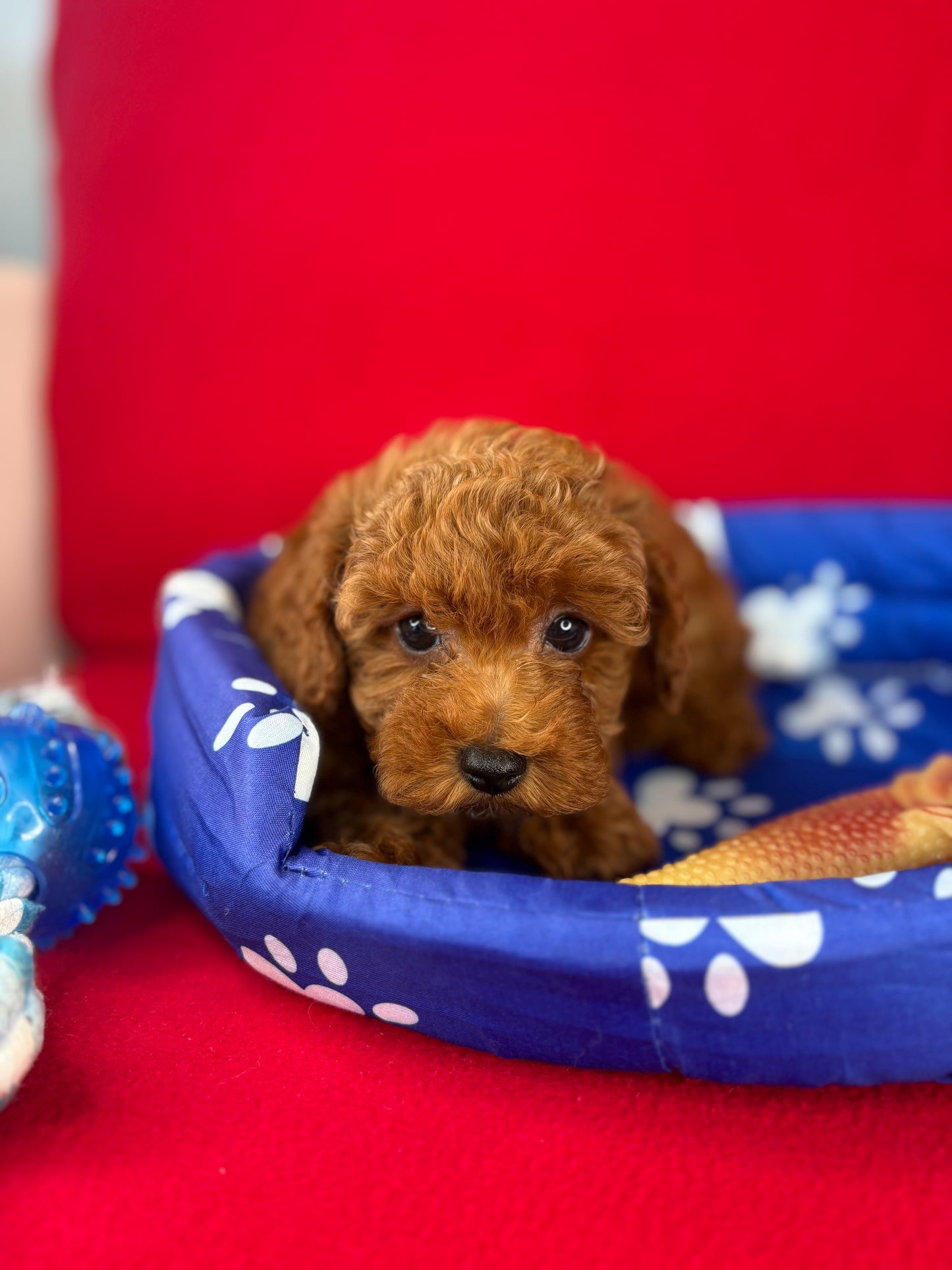 Red Male Teacup Poodle ‼️(Deposit Only ‼️ Please Read The Description Below ‼️)
