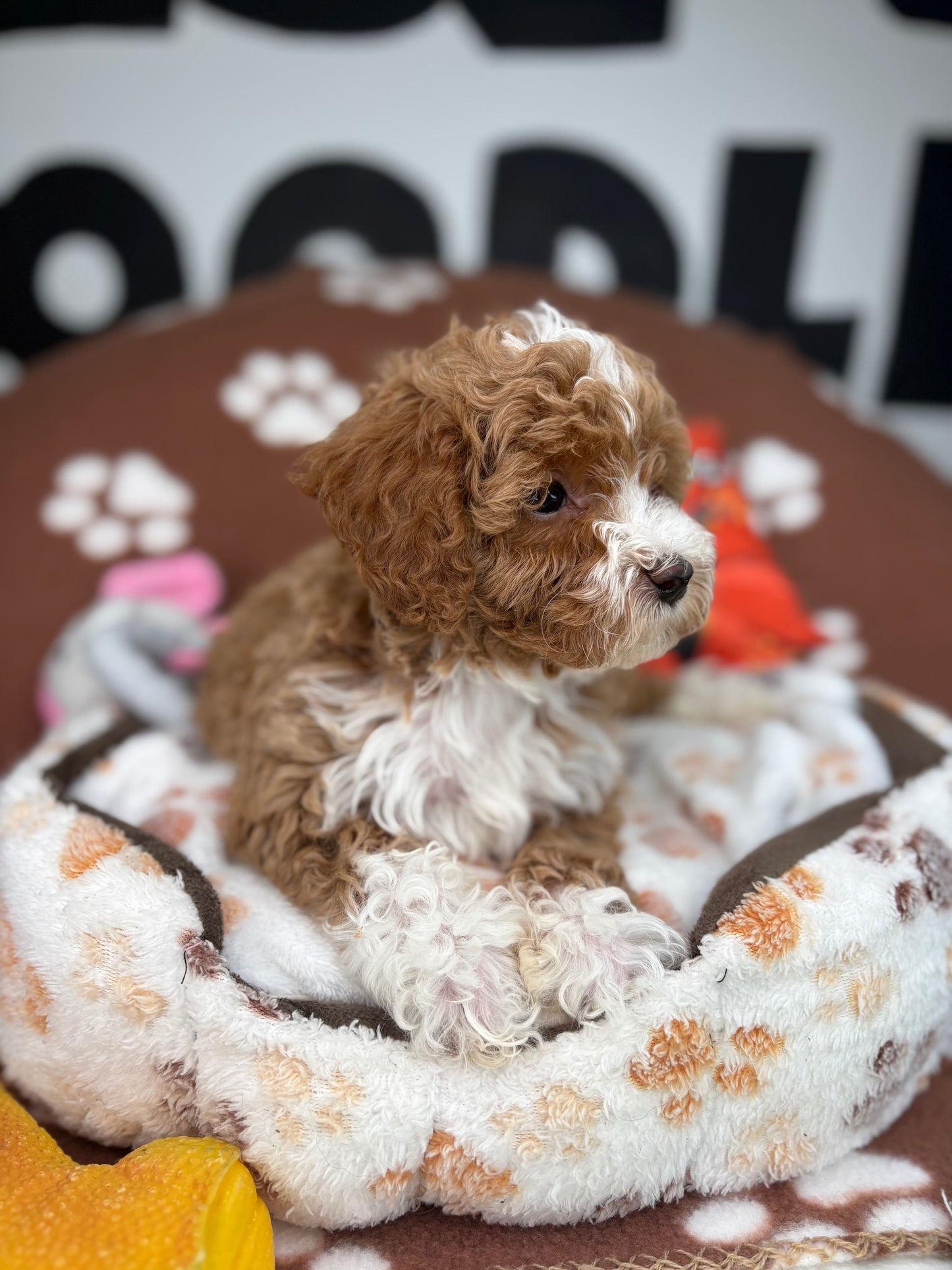 Red And White Male Toy Poodle 🐩 (Deposit Only‼️Please Read The Description Below‼️)
