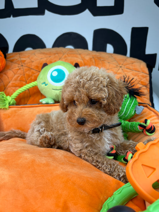 Apricot And White Female Toy Poodle (Deposit Only, Please Read The Description Below‼️)