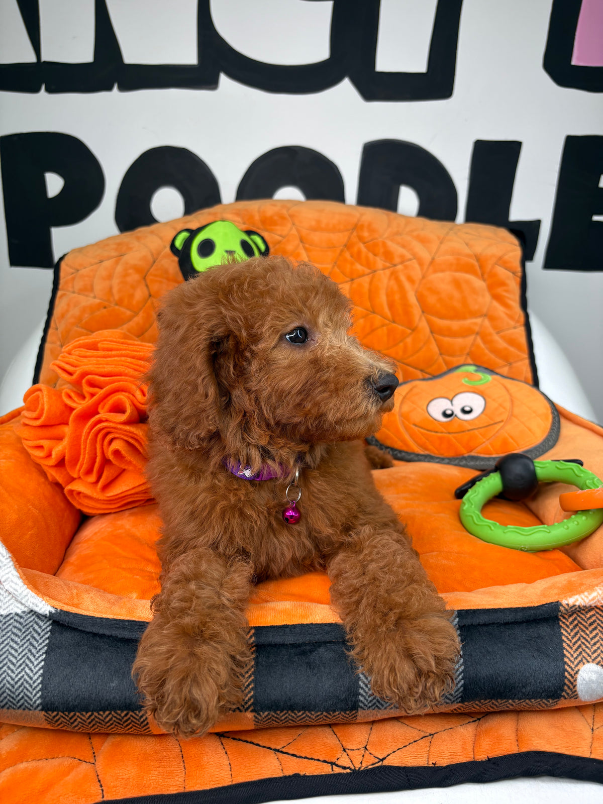 Red Female Miniature Poodle (Deposit Only ‼️ Please Read The DESCRIPTION Below‼️)