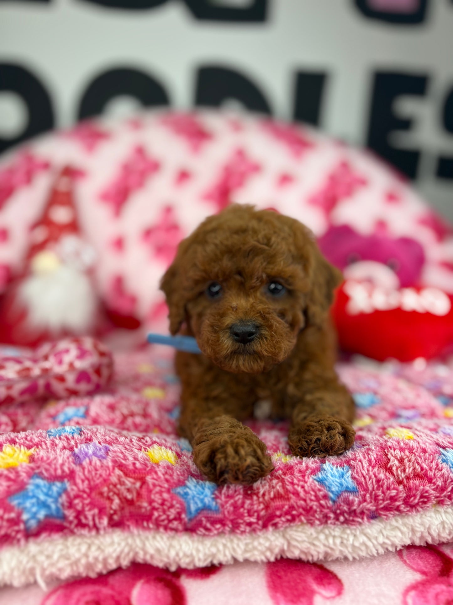 “Rojo” The Dark Red Male Teacup Poodle (Deposit Only‼️ Please Red The DESCRIPTION Below‼️)