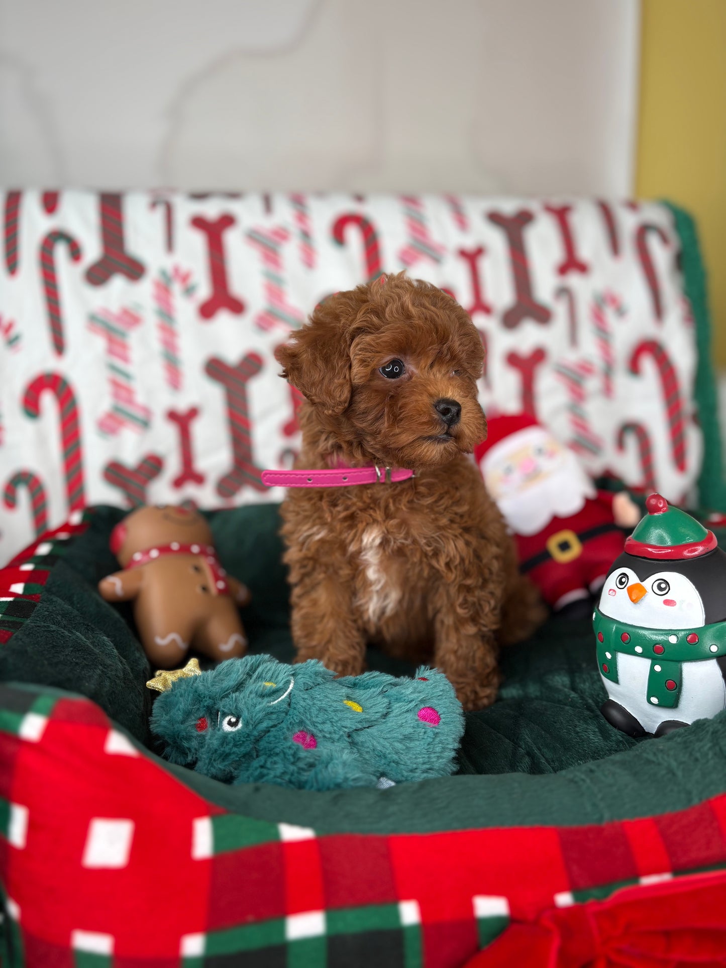 Red Female Teacup Poodle 🍫(Deposit Only‼️Please Read The Description Below‼️)