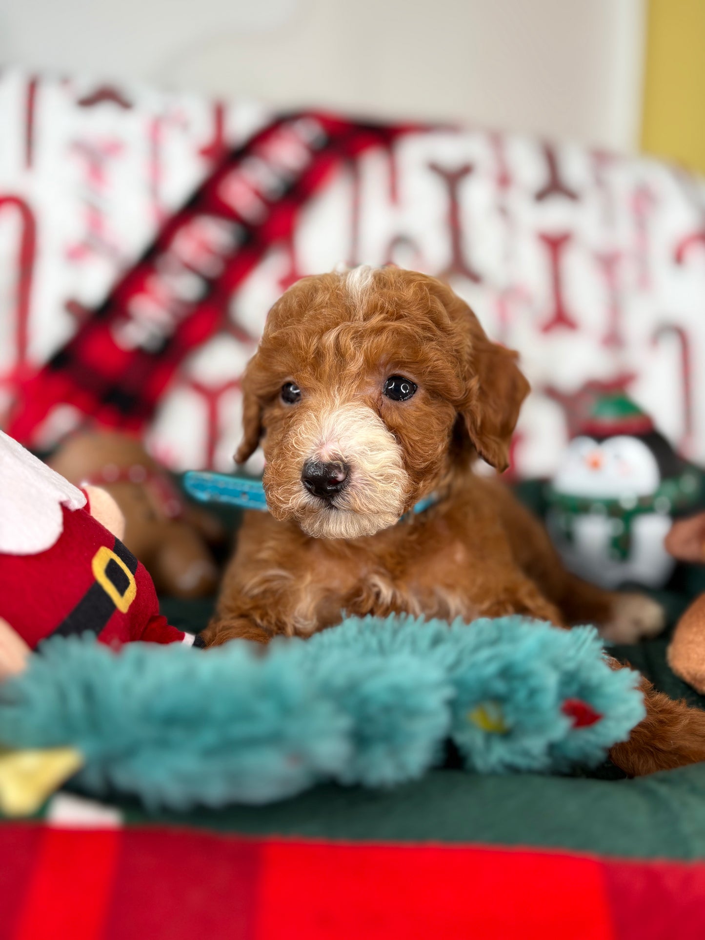 Red And White Male Teacup Poodle (Deposit Only‼️ Please Read The Description Below‼️)