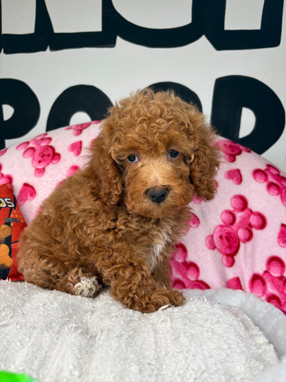 Apricot Male Miniature Poodle (Deposit Only ‼️ Please Read The DESCRIPTION Below‼️)