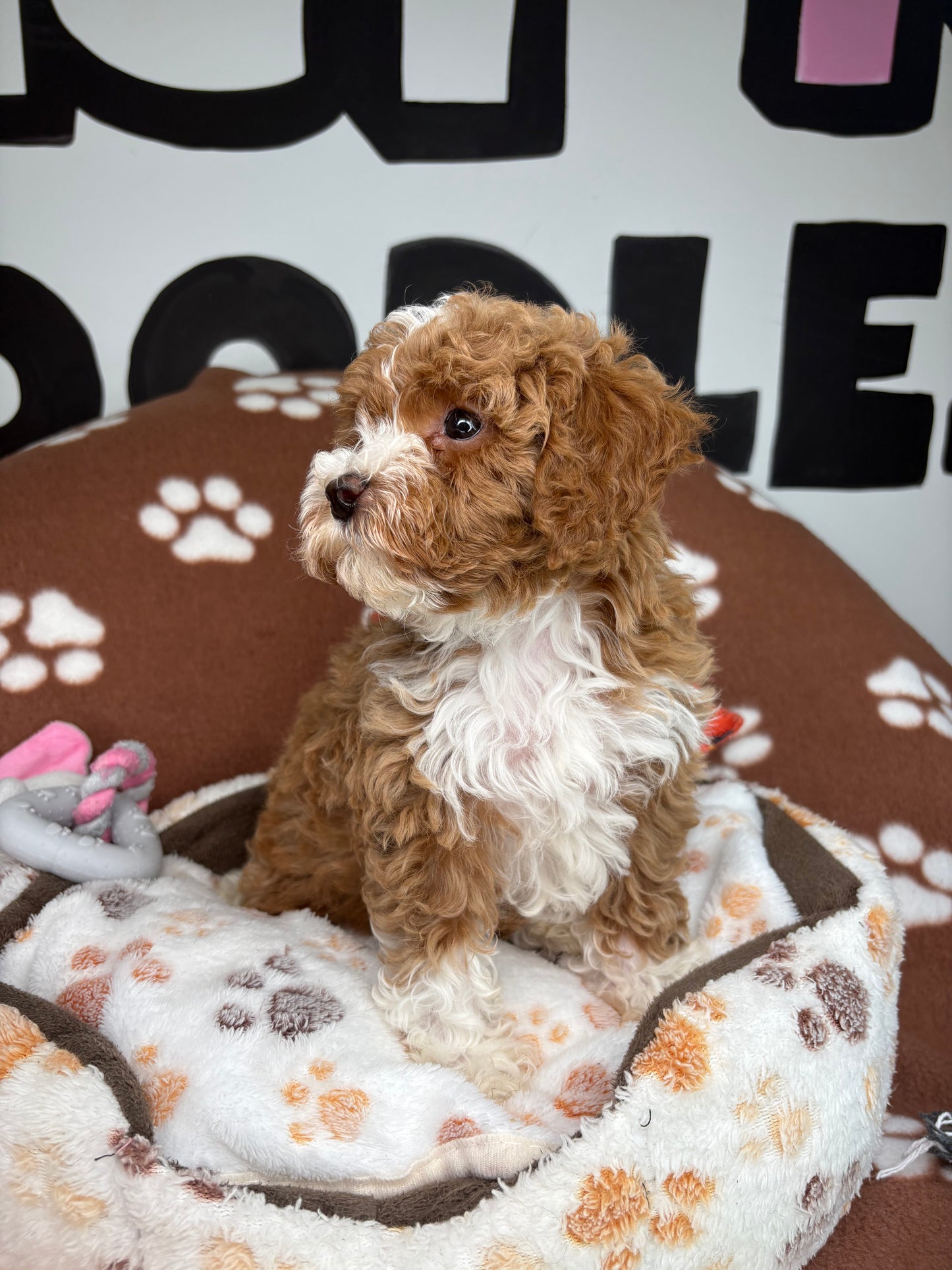 Red And White Male Toy Poodle 🐩 (Deposit Only‼️Please Read The Description Below‼️)