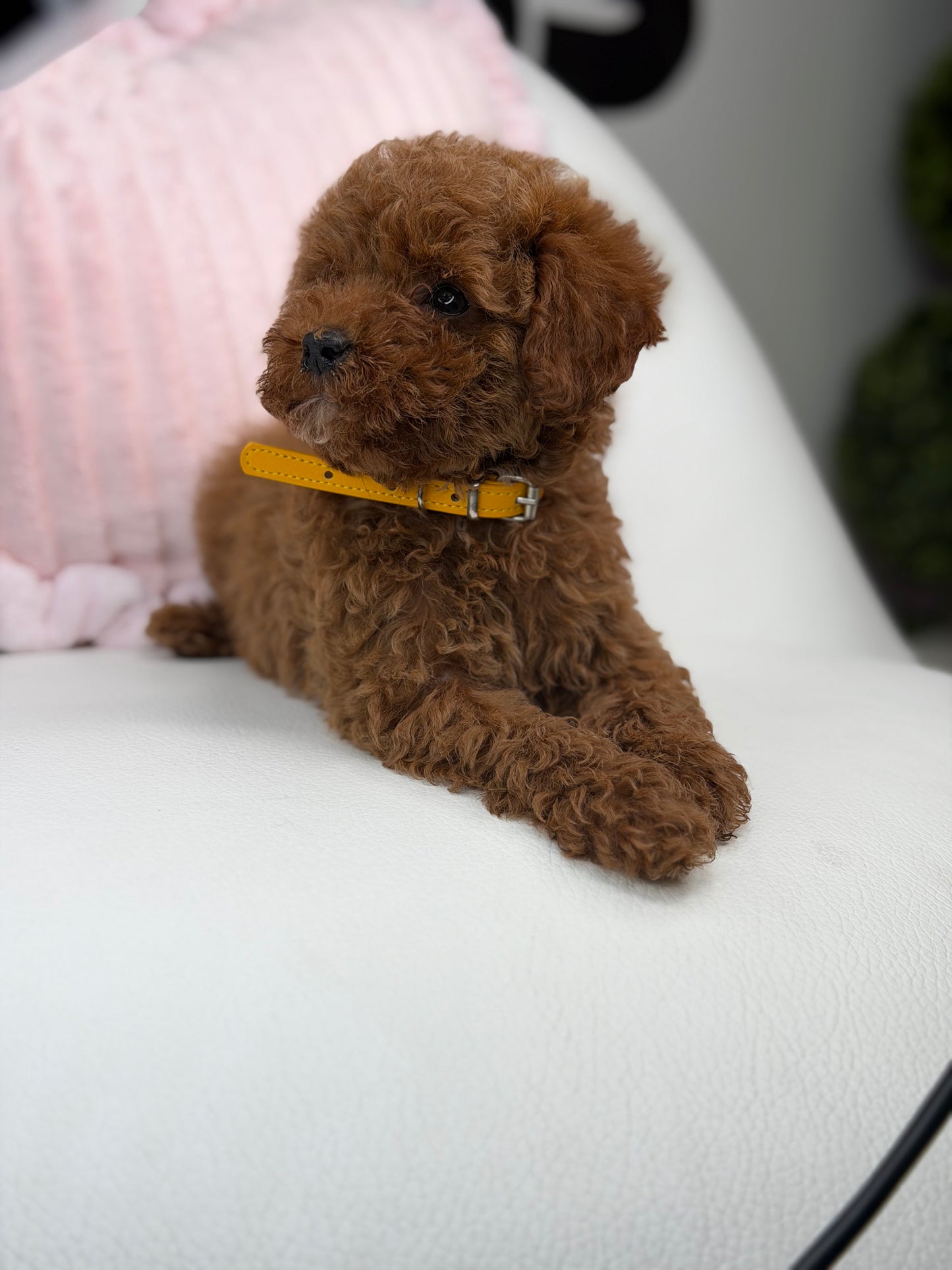 Dark Red Male Teacup Poodle (Deposit Only‼️Please Read The Description Below‼️)