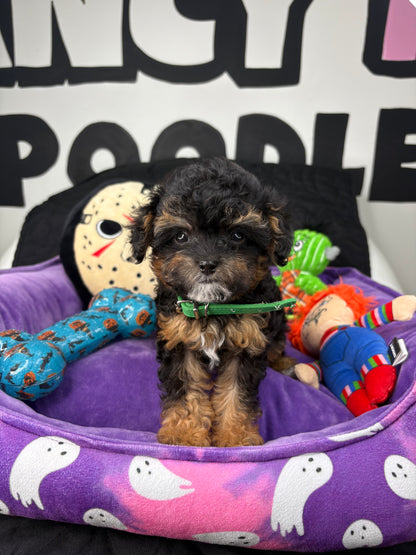 Apricot Phantom Female Micro Poodle Deposit Only‼️ (Please DESCRIPTION Read Below‼️)