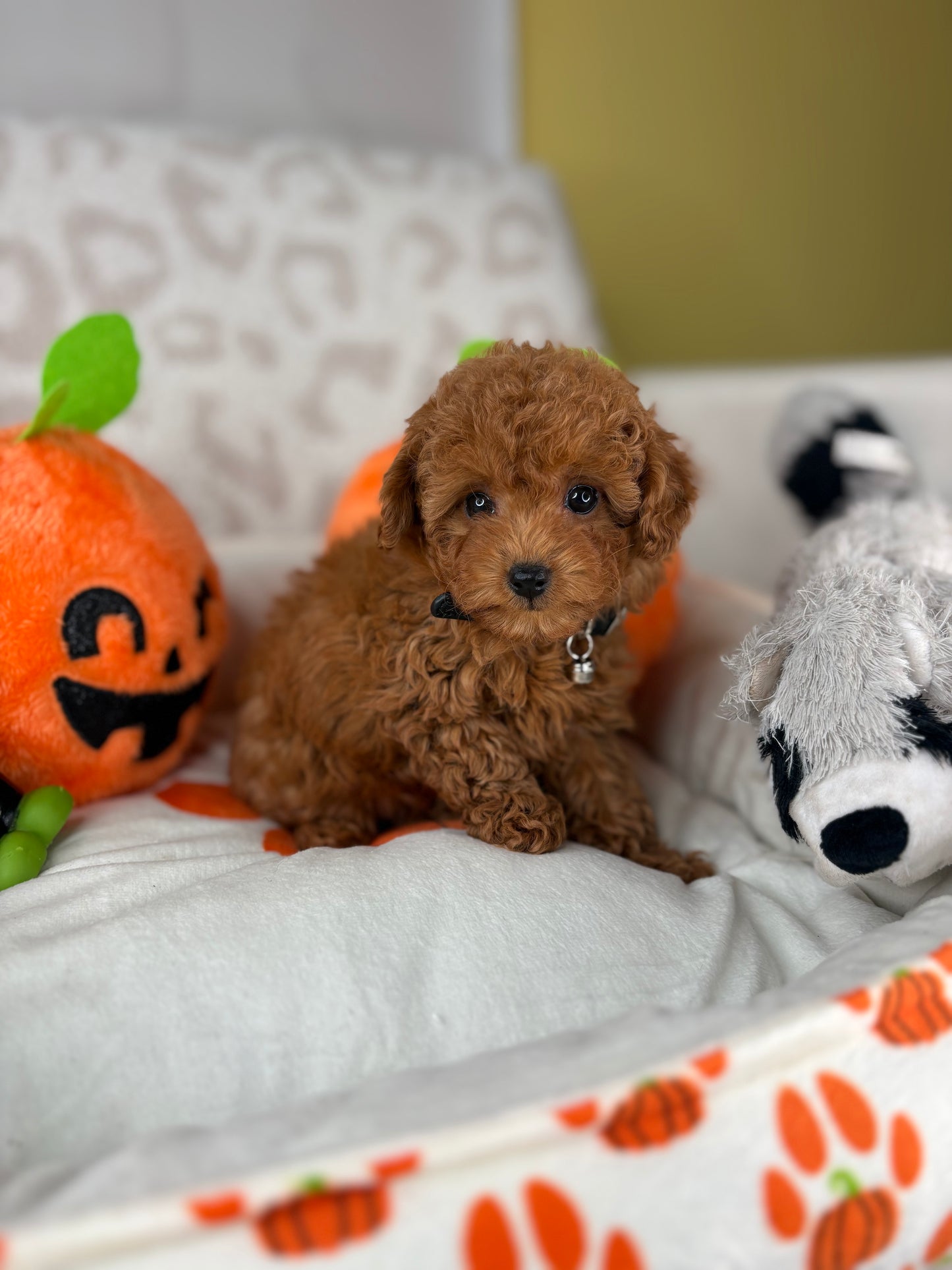 Apricot Male Teacup Poodle (Deposit Only‼️Please Read The Description Below‼️)