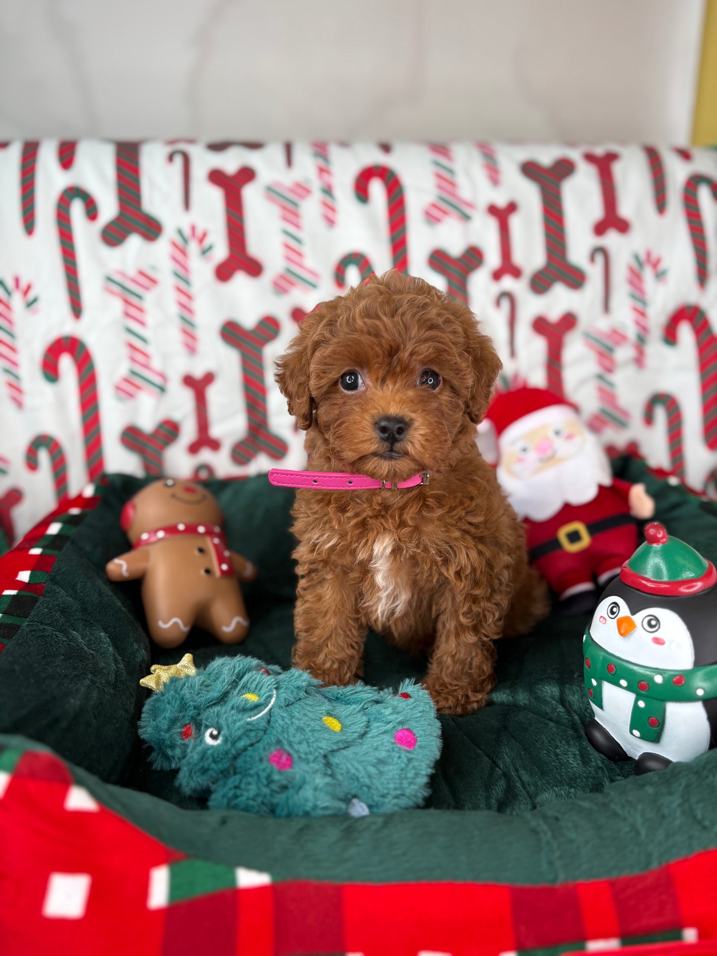 Red Female Teacup Poodle 🍫(Deposit Only‼️Please Read The Description Below‼️)
