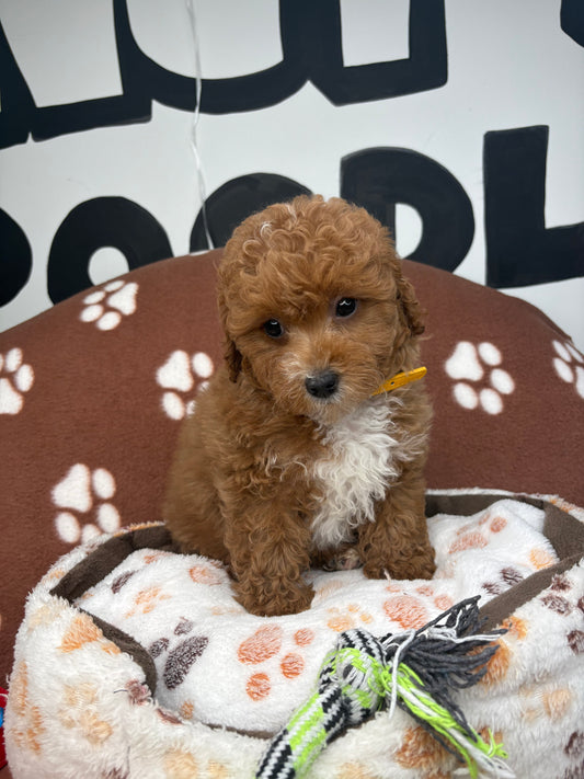 Red Male Toy Poodle ( Deposit Only, Please Read The DESCRIPTION Below‼️)