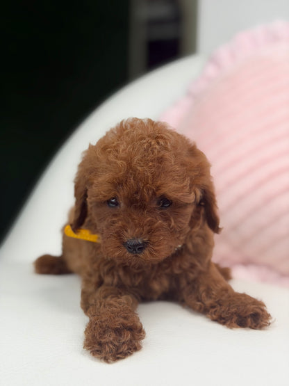Dark Red Male Teacup Poodle (Deposit Only‼️ Please Red The DESCRIPTION Below‼️)