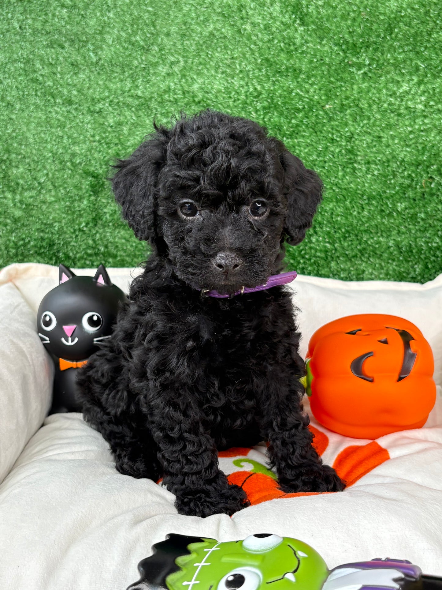 Black Female Toy Poodle ‼️(Deposit Only ‼️ Please Read The Description Below ‼️)